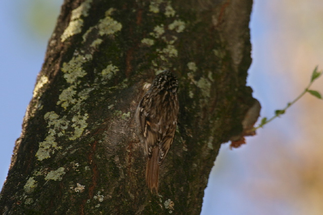 Certhia brachydactyla  