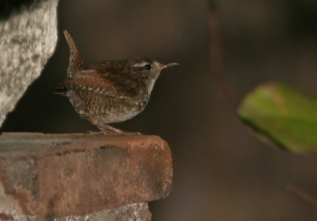 Troglodytes troglodytes  