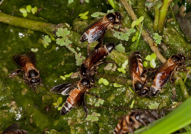 Apis dorsata Apidae