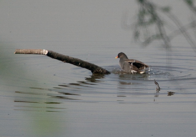 Gallinula chloropus Rallidae