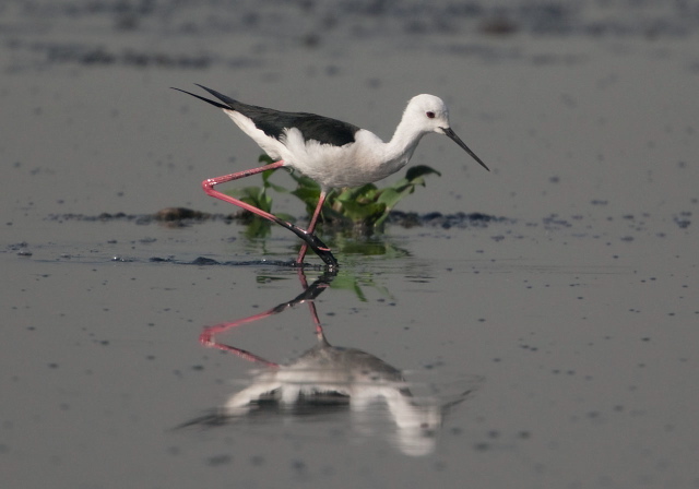 Himantopus himantopus Recurvirostridae