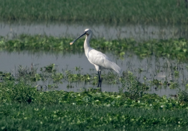 Platalea leucorodia Threskiornithidae