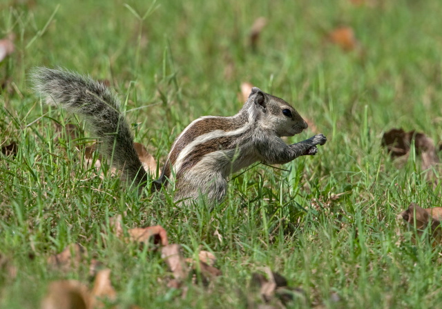 Funambulus pennantii Sciuridae