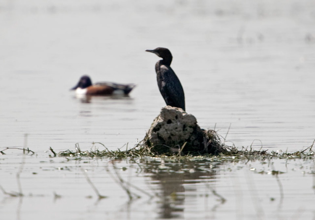 Phalacrocorax niger Phalacrocoracidae