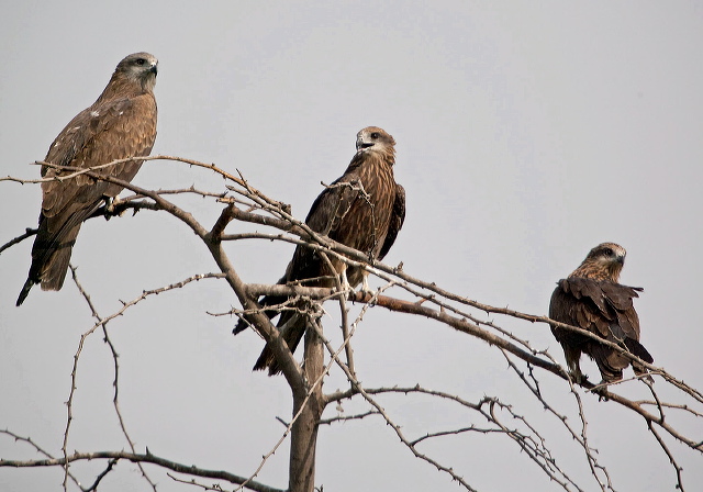 Milvus migrans Accipitridae