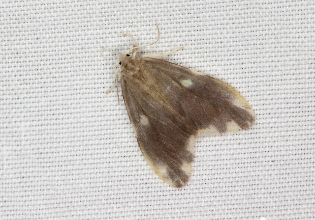   Pterygota