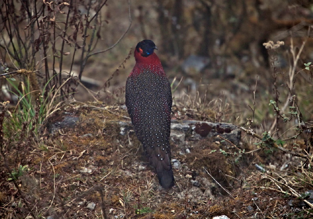 Tragopan satyra Phasianidae