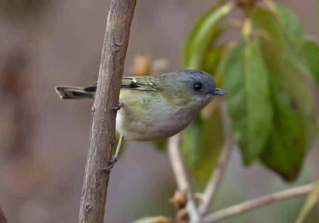 Pteruthius xanthochlorus Timaliidae