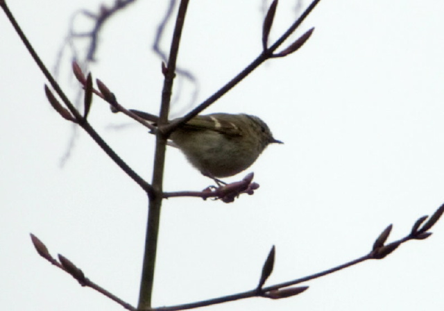 Phylloscopus humei? Sylviidae