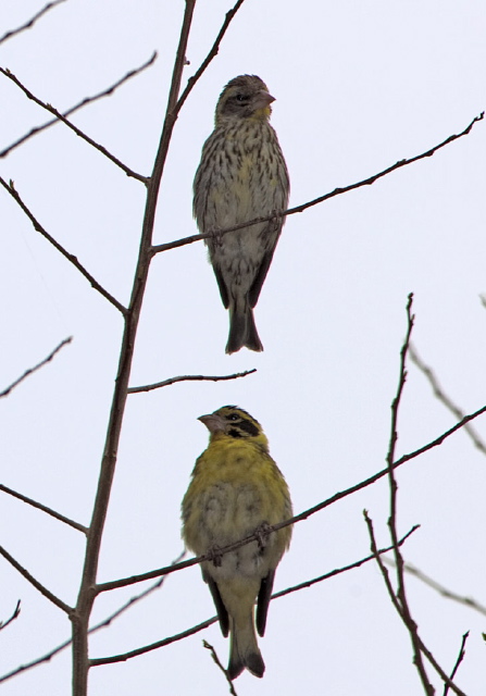 Carduelis spinoides Fringillidae