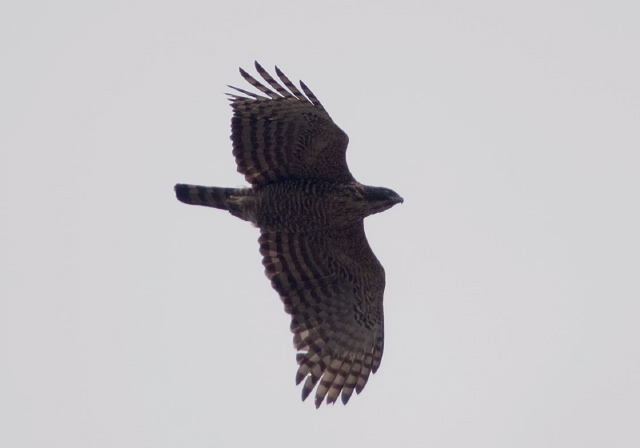 Nisaetus nipalensis Accipitridae