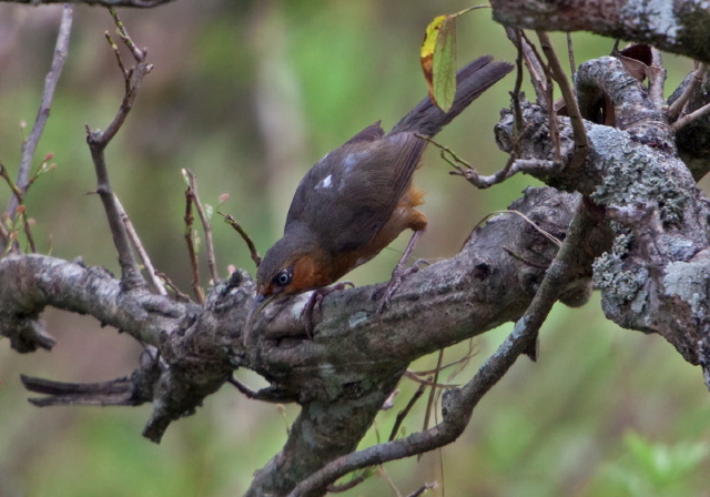 Pomatorhinus erythrogenys Timaliidae