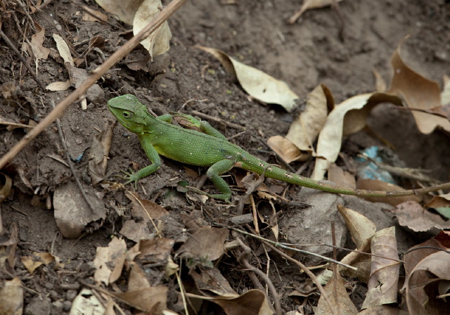 Calotes maria? Agamidae