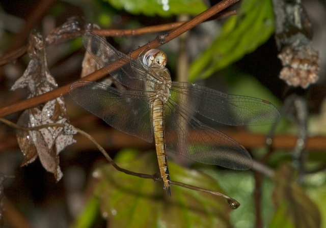 Pantala flavescens Libellulidae