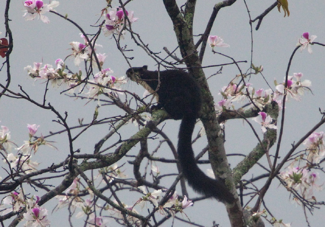 Ratufa bicolor Sciuridae