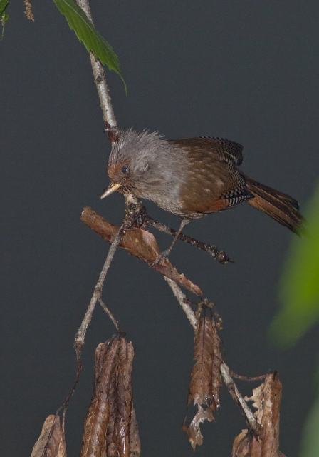 Actinodura egertoni Timaliidae