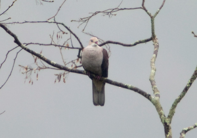 Ducula badia Columbidae