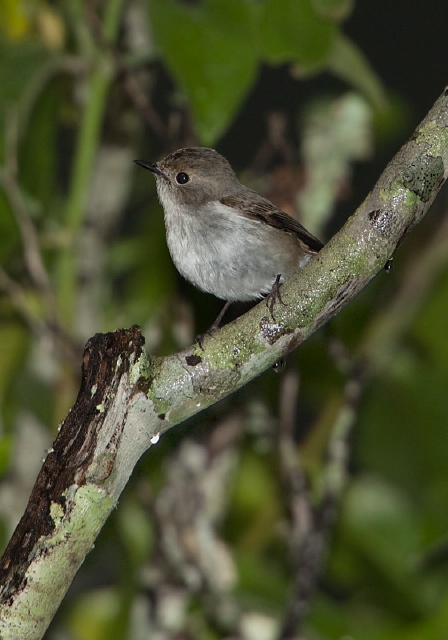 Ficedula westermanni Muscicapidae