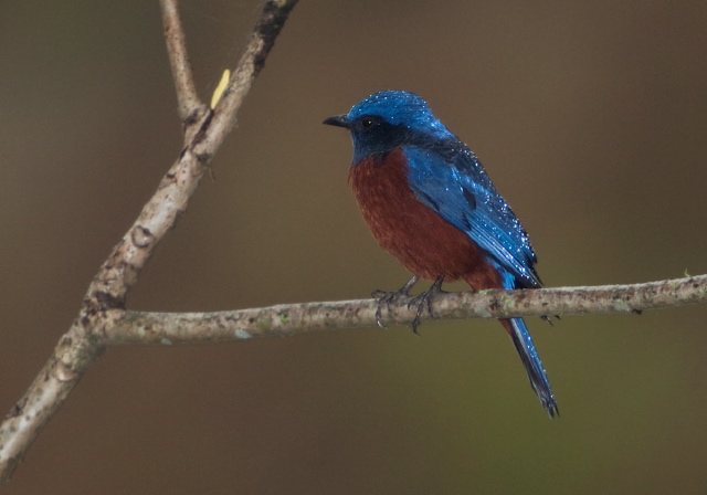 Monticola rufiventris Turdidae