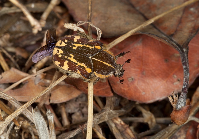 Clinteria sp. Scarabaeidae