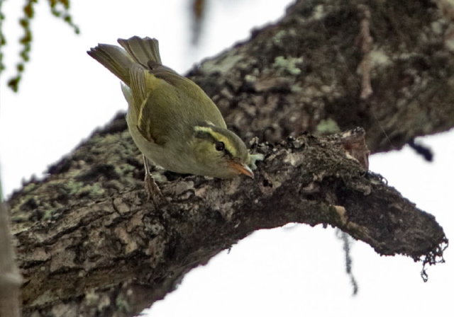 Phylloscopus occipitalis Sylviidae