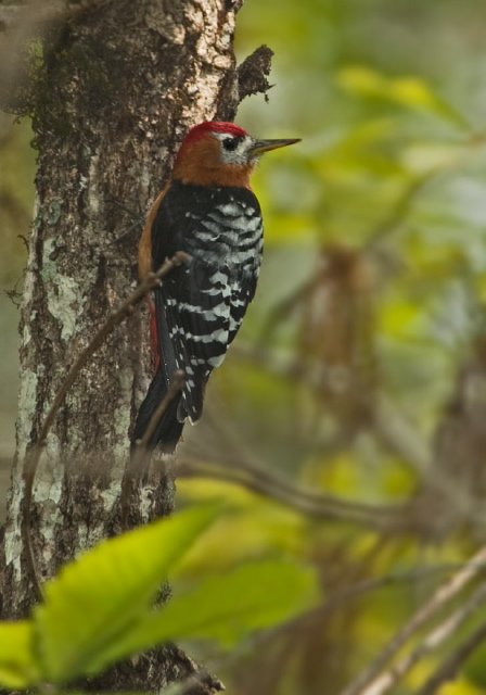 Dendrocopos hyperythrus Picidae