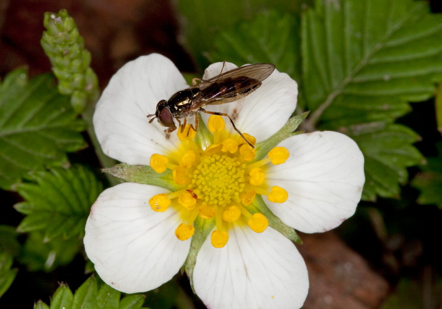   Syrphidae