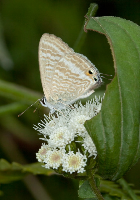 Lampides boeticus Lycaenidae