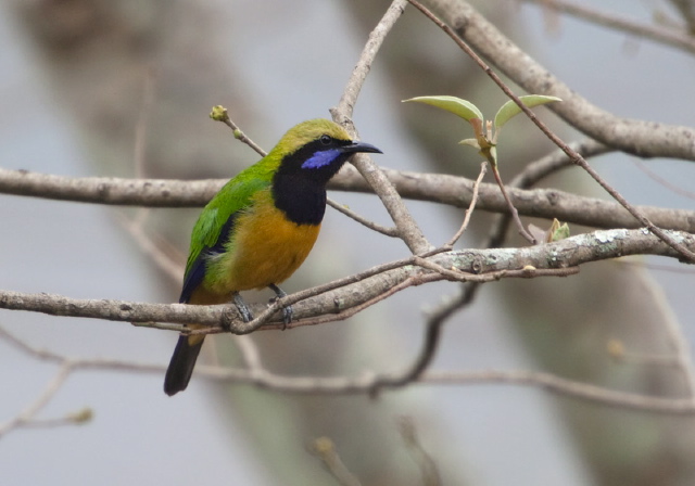 Chloropsis hardwickii Chloropseidae