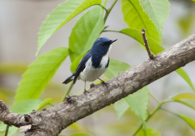 Ficedula superciliaris Muscicapidae