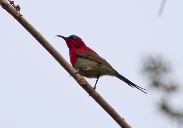 Aethopyga siparaja Nectariniidae