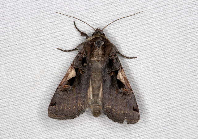 Xestia sp. Noctuidae
