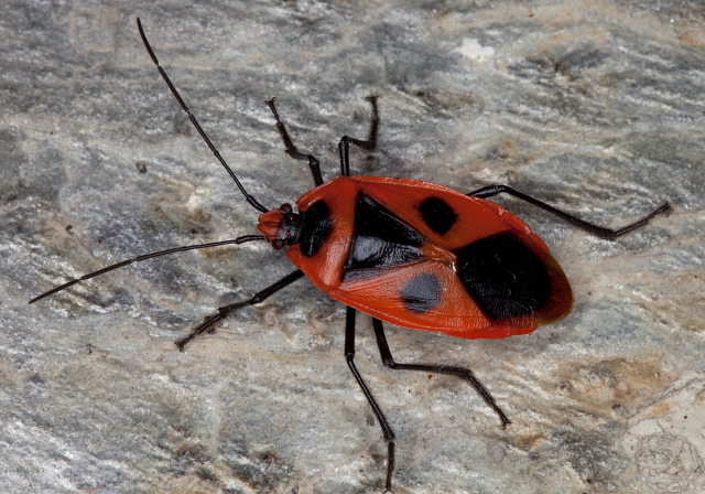 Parastrachia sp. Parastrachiidae