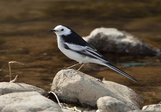 Motacilla alba Motacillidae