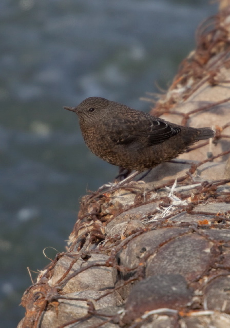 Cinclus pallasii Cinclidae