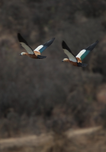 Tadorna ferruginea Anatidae