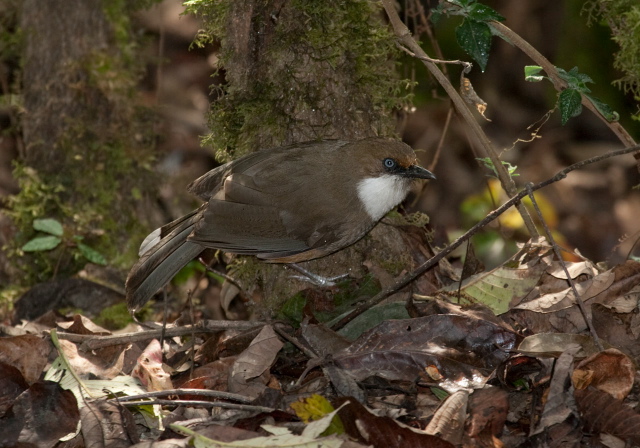 Garrulax albogularis Timaliidae