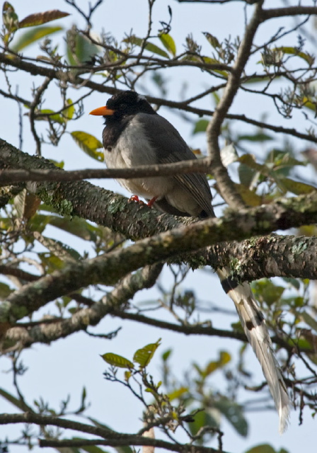 Urocissa flavirostris Corvidae