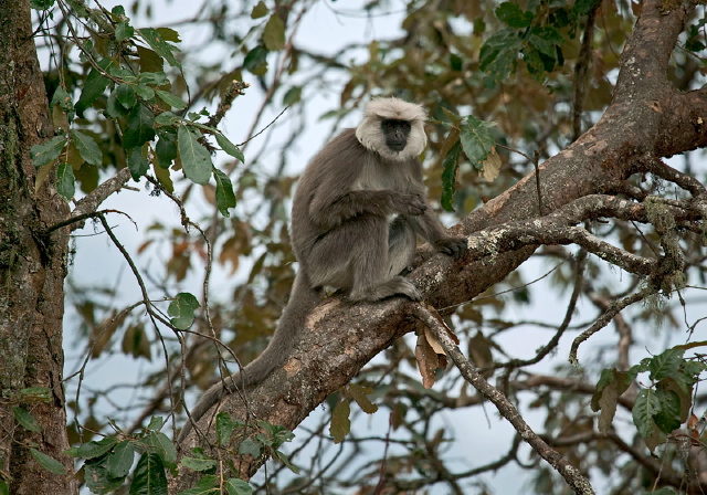 Semnopithecus schistaceus Cercopithecidae