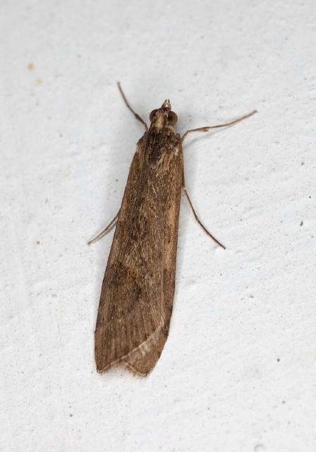 Nomophila noctuella? Crambidae