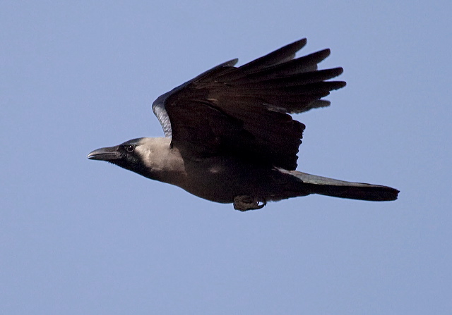 Corvus splendens Corvidae