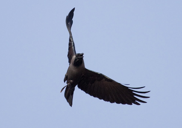 Corvus splendens Corvidae