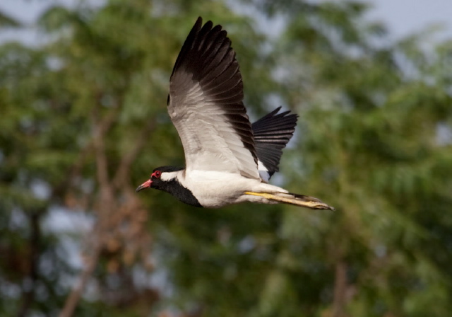 Vanellus indicus Charadriidae