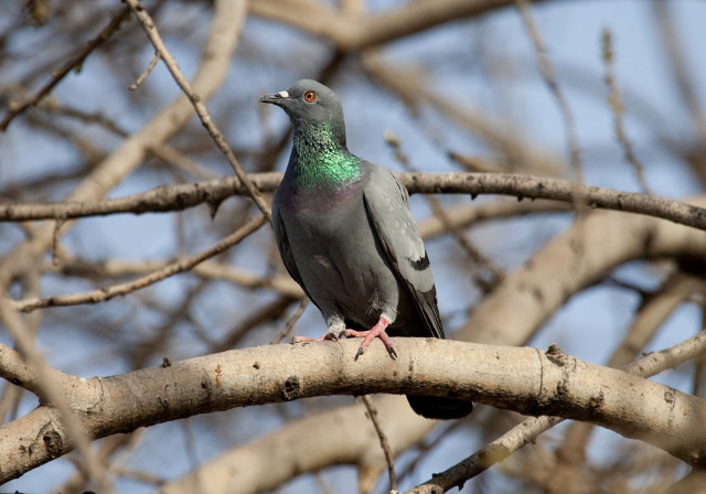 Columba livia Columbidae