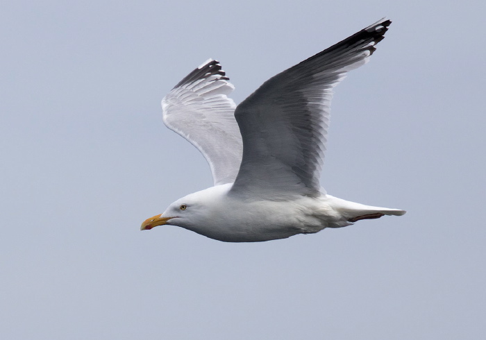 Larus argentatus Laridae