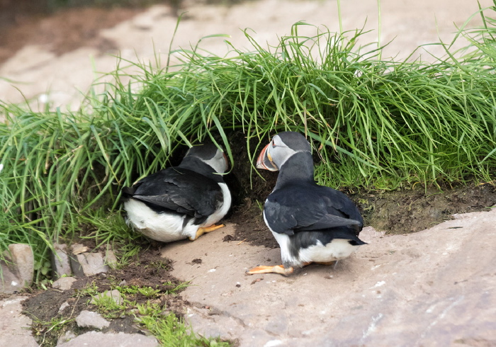 Fratercula arctica Alcidae