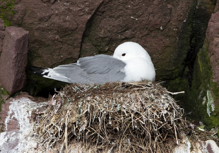 Rissa tridactyla Laridae