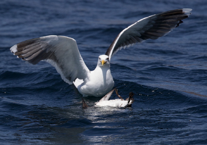 Larus marinus Laridae