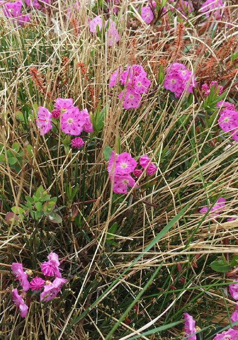 Kalmia polifolia? Ericaceae