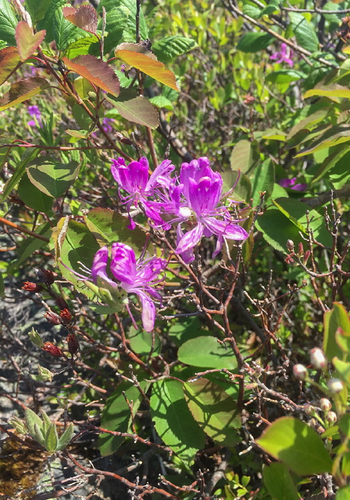 Rhododendron canadense Ericaceae